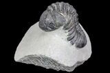 Bargain, Pedinopariops Trilobite - Mrakib, Morocco #137686-3